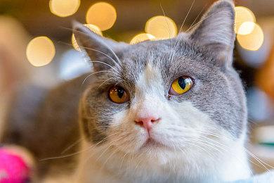 Bungie：《命运2》和正在开发的新作不会变成PS独占